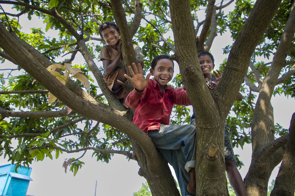 Young Kids playing on a tree. Location: Pakur, Jharkhand, India